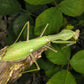 Mante - Sphodromantis viridis