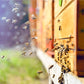 Übernehmen Sie eine Bienenpatenschaft und erhalten Sie 1 Jahr lang Honig!