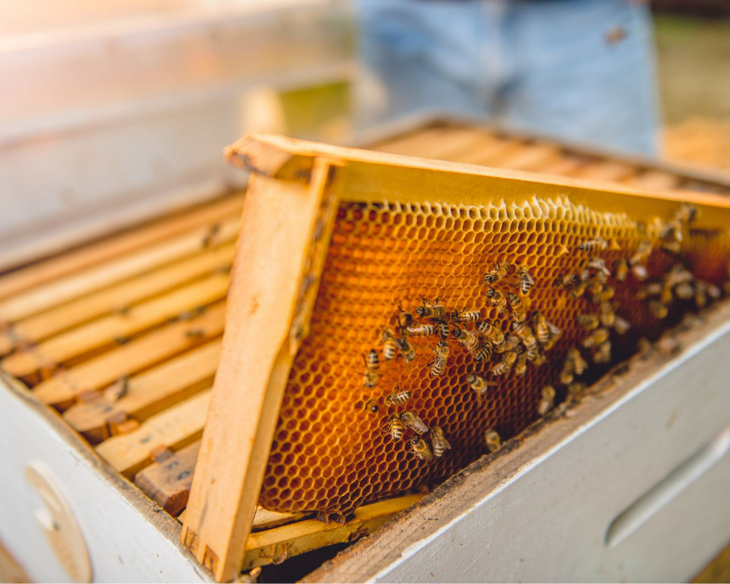 Übernehmen Sie eine Bienenpatenschaft und erhalten Sie 1 Jahr lang Honig!