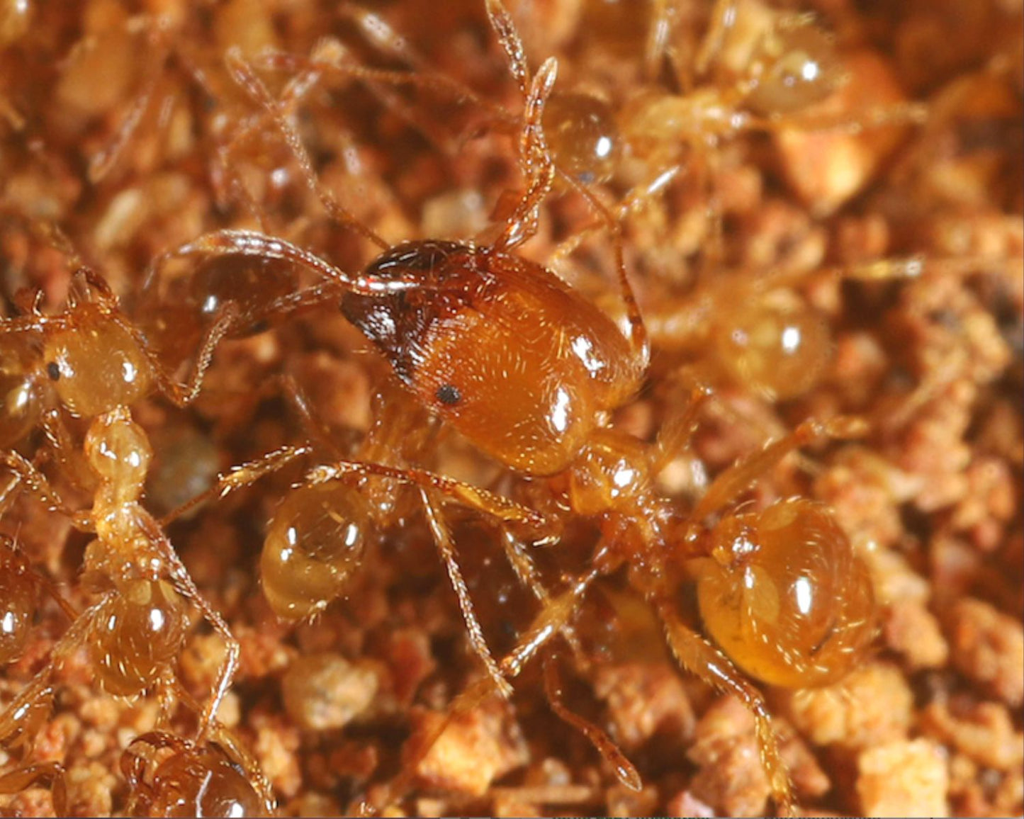 Ameisen - Pheidole pallidula