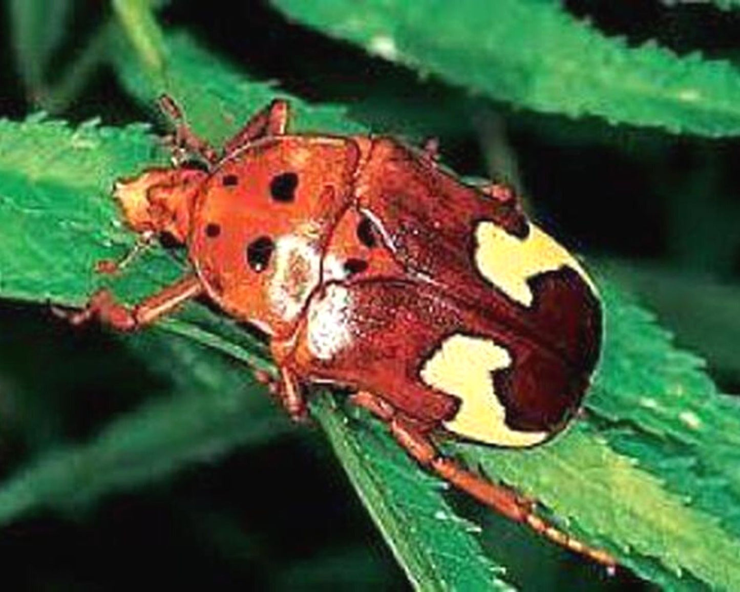 Warum sollte man Käfer züchten? – L'insecterie