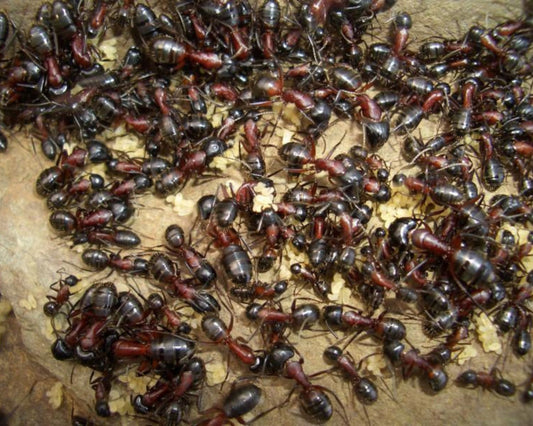 Fourmis - Camponotus ligniperda