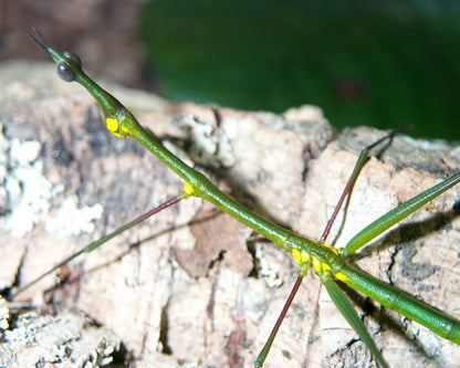 Criquet - Paraproscopia riedei