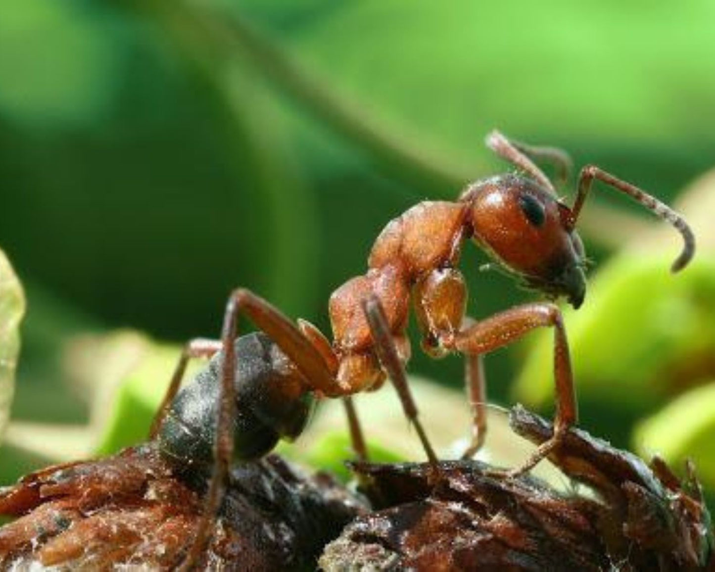 Fourmis - Formica rufibarbis