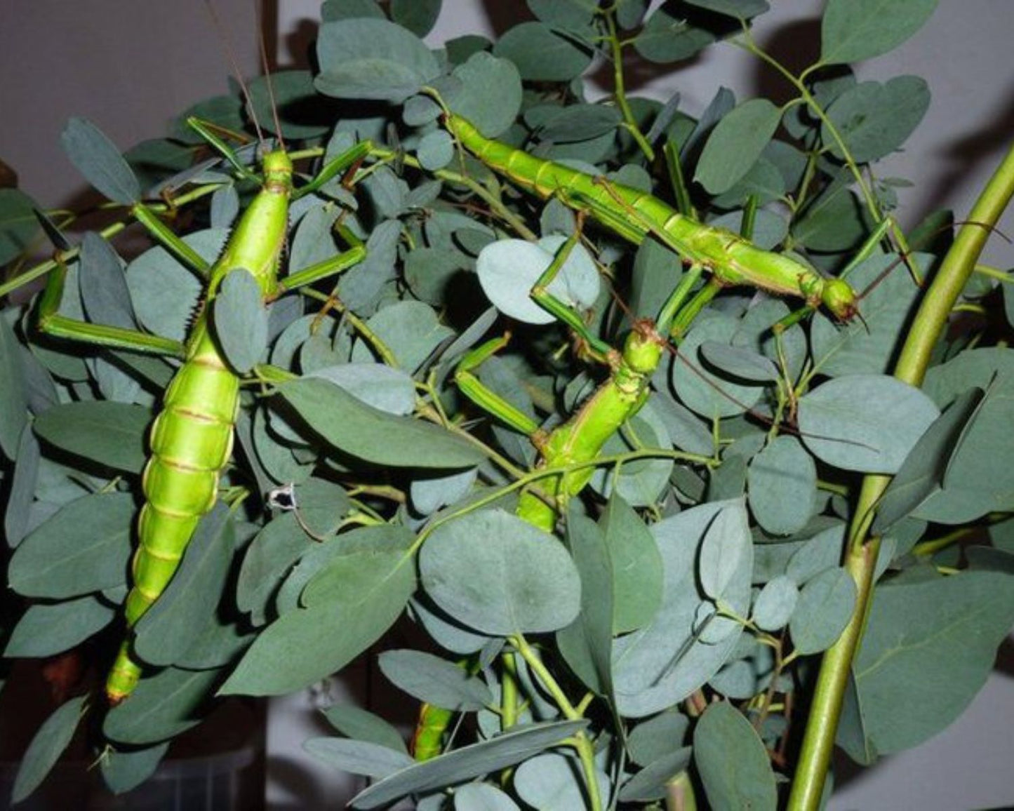 Phasmide - Diapherodes gigantea