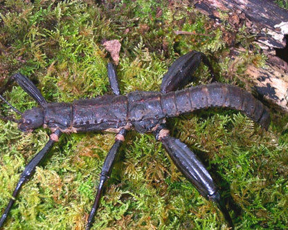 Phasme - Eurycantha calcarata