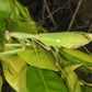 Mantide - Sphodromantis viridis