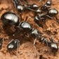 Ameisen - Formica fusca